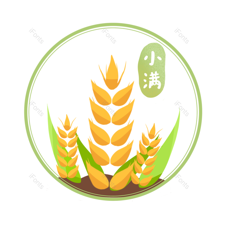 小满图片,秋天元素,麦穗PNG,小麦免抠素材